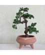 Faux Bonsai Tree in Ceramic Pot – Elegant & Low-Maintenance Décor