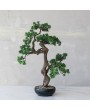 Faux Bonsai Tree in Ceramic Pot – Elegant & Low-Maintenance Décor