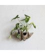 Decorative Resin Clam Shell Wall Container - Heavily Distressed Finish