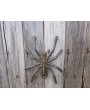 Metal Spider Rebar Sculpture - Handmade Rustic Garden Art